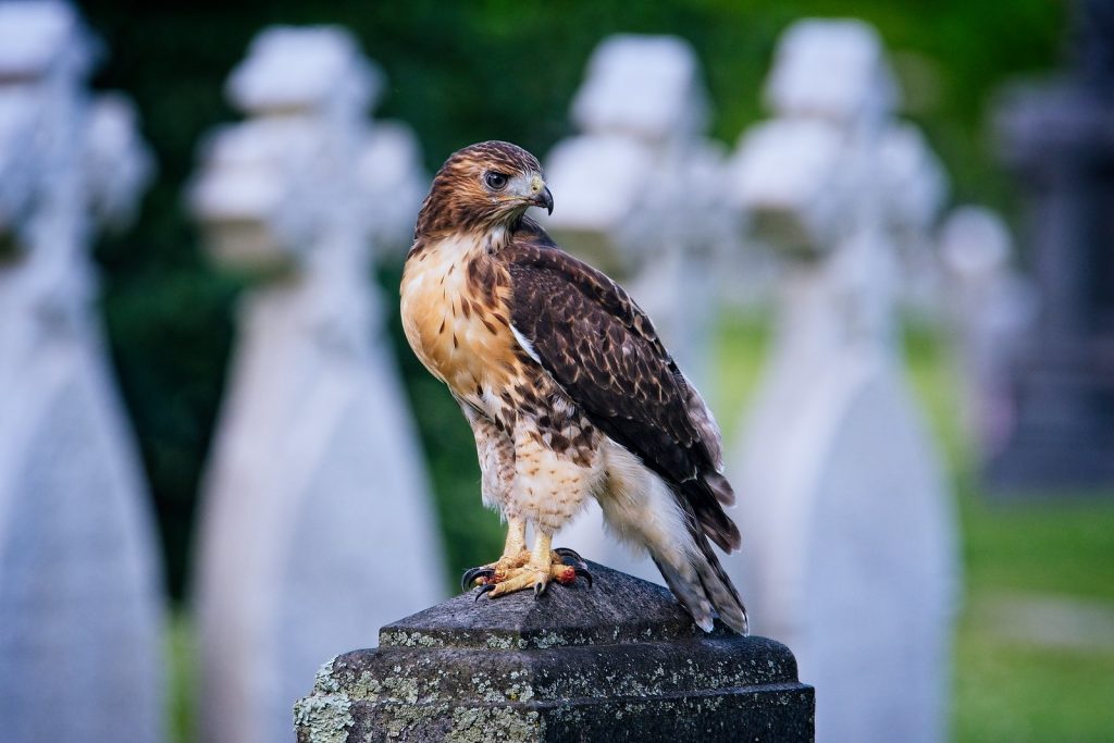 Red tailed hawk at Green-Wood