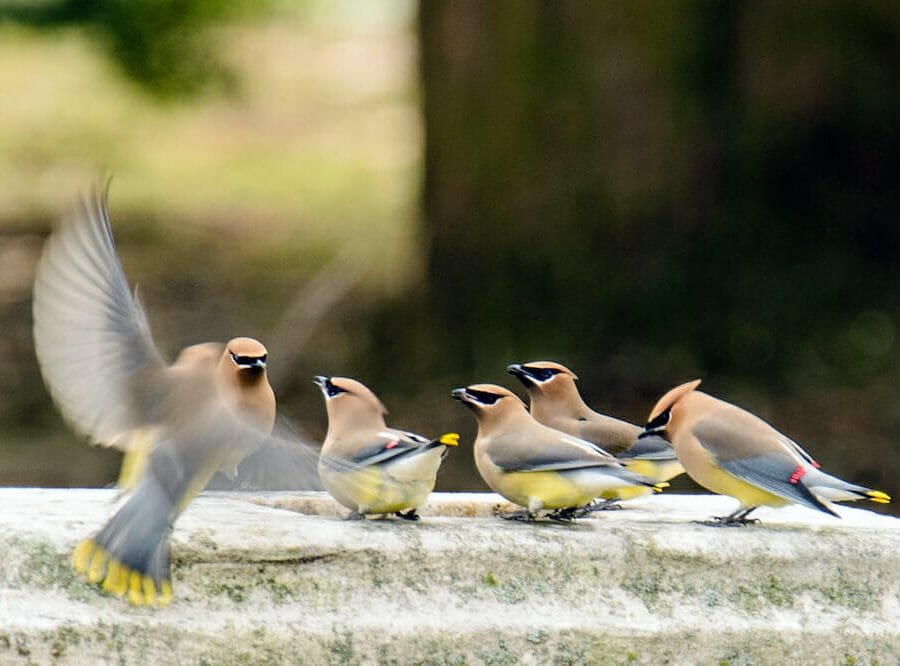 Cedar Waxwings