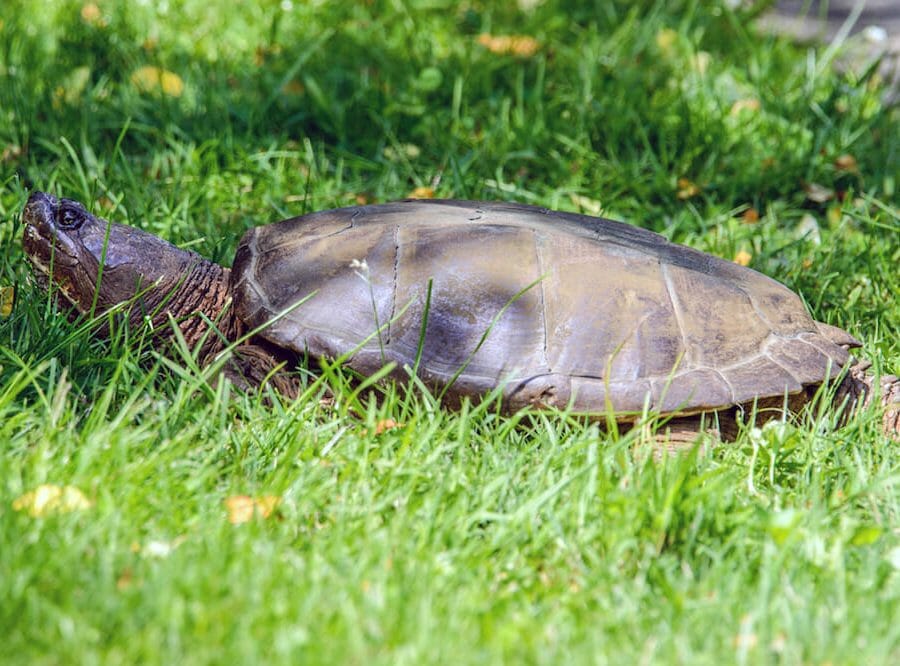 Common snapping turtle