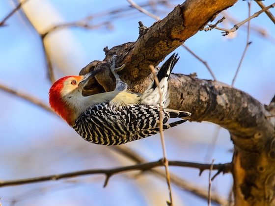 red bellied woodpecker on branch