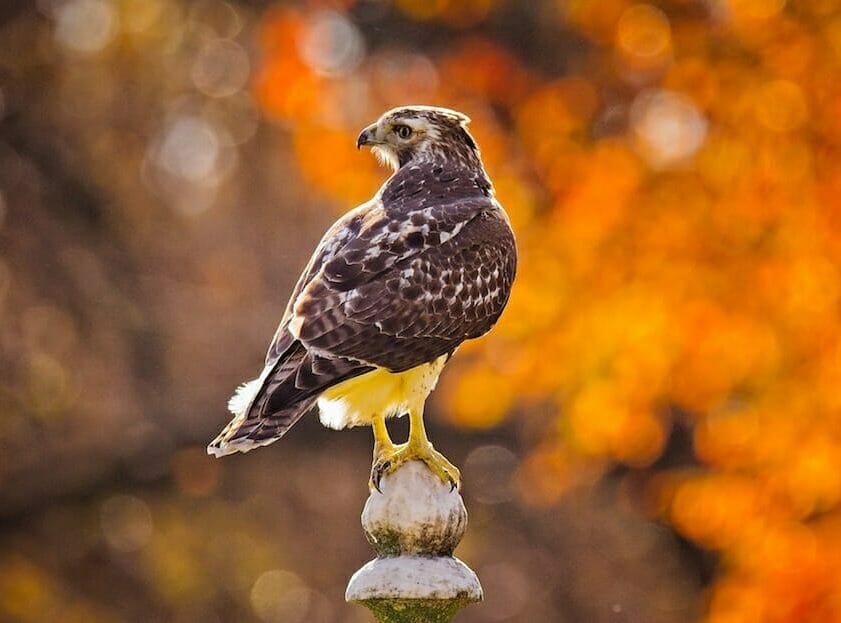 Red-Tailed Hawk